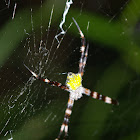 Hawaiian Garden Spider