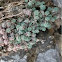 Unknown Plant