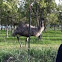 Emu
