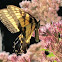 Eastern tiger swallowtail Butterfly
