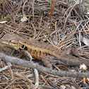 Lizard