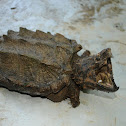 Alligator snapping turtle
