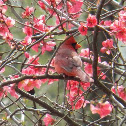 Cardinal