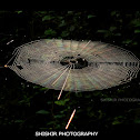 Web of Spiny orb weaver