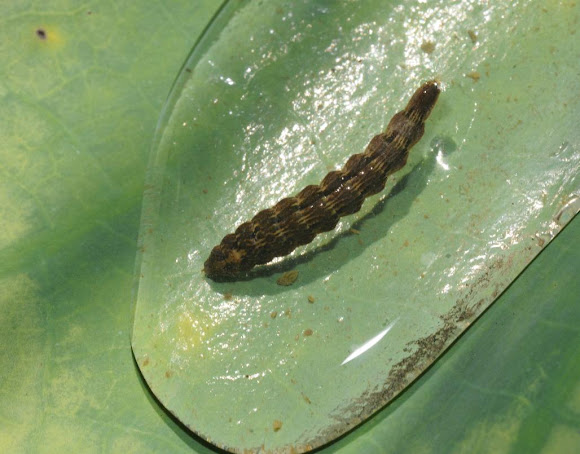 Spotting Image 1