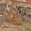 Scrub Hare