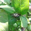 stink bug