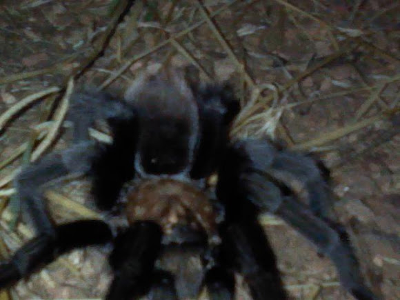 Spotting Image 1