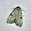 Green Leuconycta Moth