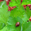lady bug