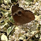 Common Buckeye