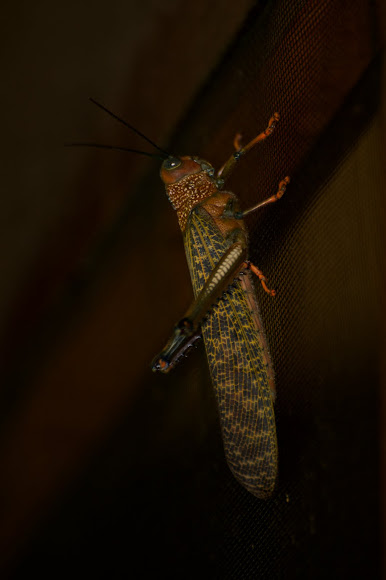 Spotting Image 1