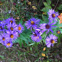 New England Aster