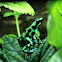 Dart frog