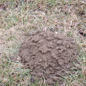 Mole hills