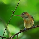 Long-billed Gnatwren