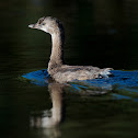 Pied-billed Grebe