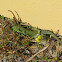 Sardão (Ocellated lizard)