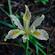 Yellowleaf iris