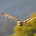 Short-Eared Owl