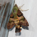 African Hummingbird Moth