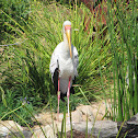 Yellow billed stork