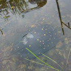 Spotted Turtle