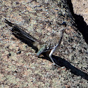 Greater Roadrunner