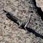 Greater Roadrunner