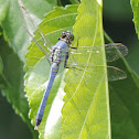 Eastern Pondhawk Dragonfly (male)