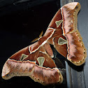 Silkmoth