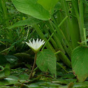 lirio de agua