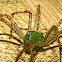 Green Lynx Spider