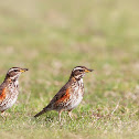 Redwings