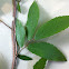 Winged Elm, or Cork Elm,  called Wahoo by Creek Indian Nation