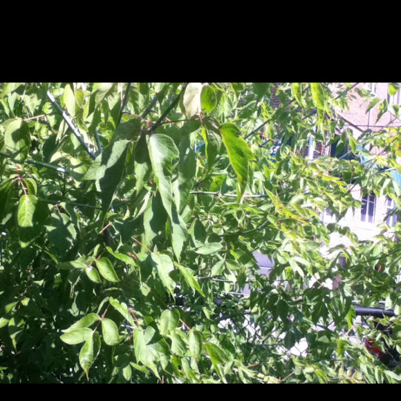 Spotting Image 1