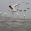 Bonaparte's Gull