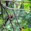 Squirrel cuckoo
