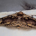 Moth