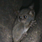Spectral Tarsier