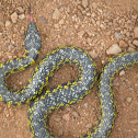 Culebra de peñarol