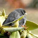 Dark-eyed junco & Video