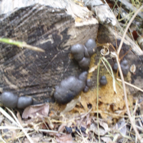 Spotting Image 1