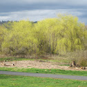 Weeping Willow