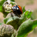 Lady Beetles