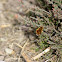Bee Fly
