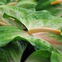 Anthurium
