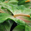 Anthurium