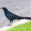 Great-tailed grackle