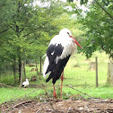 Stork